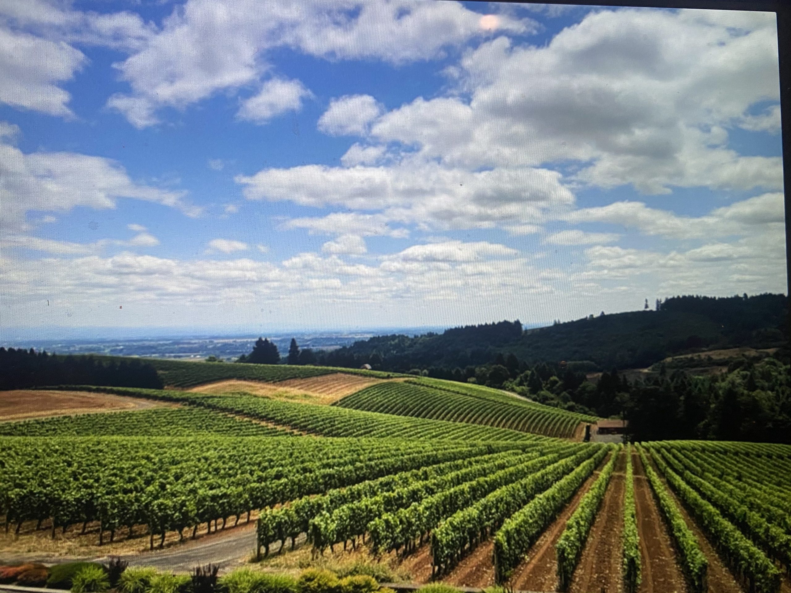 Nicholas Family Vineyards