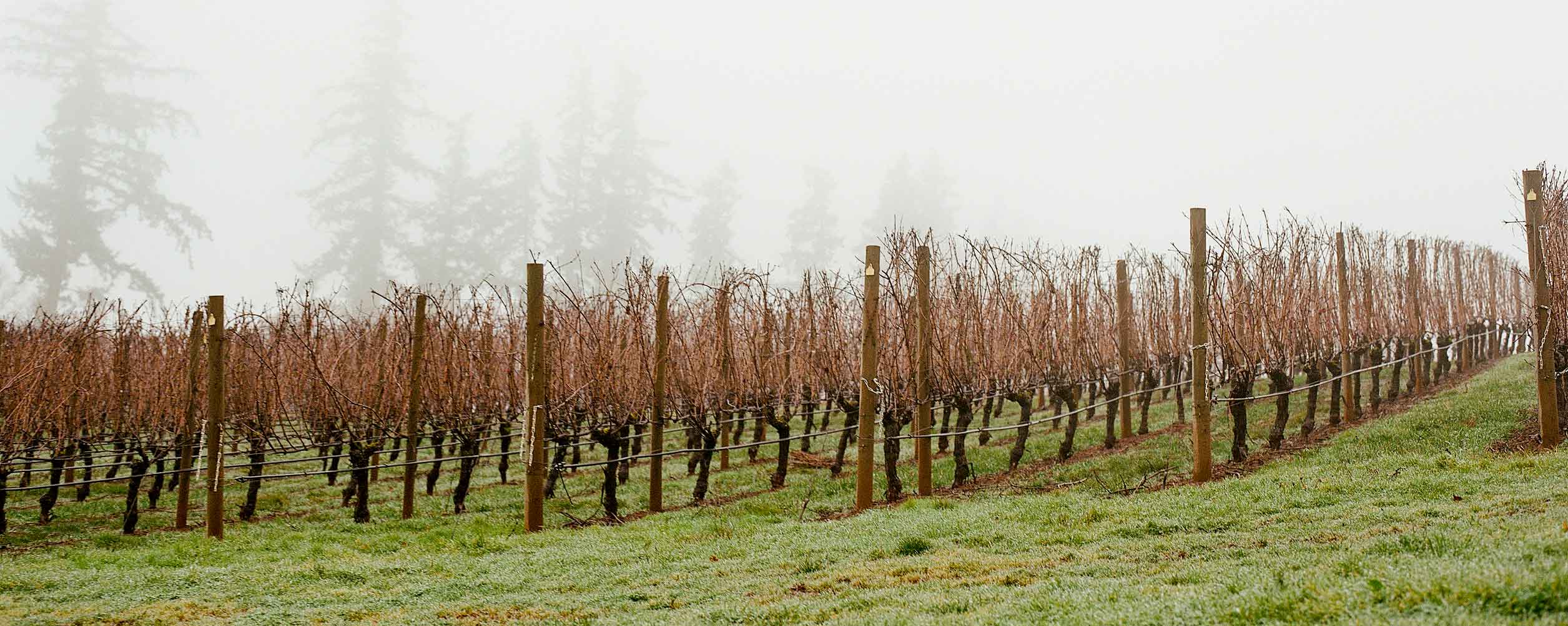 foggy-jan-2