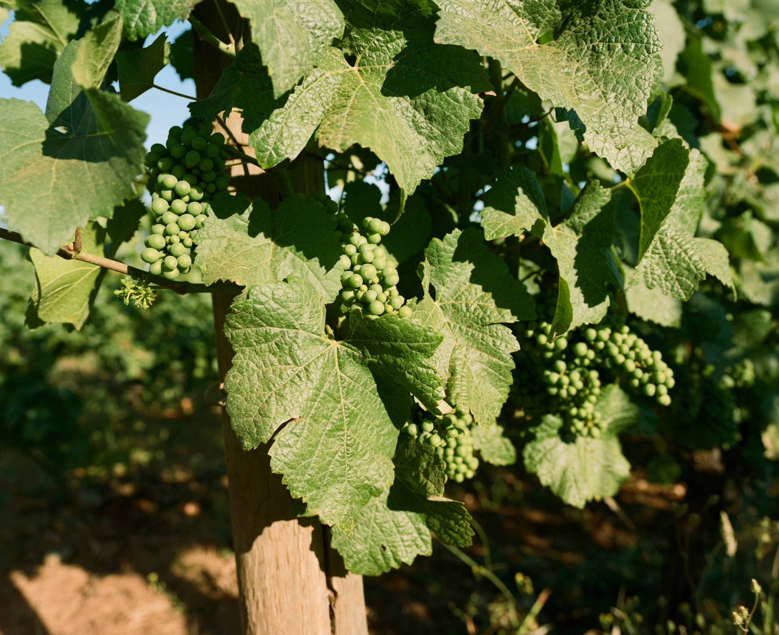 grapes