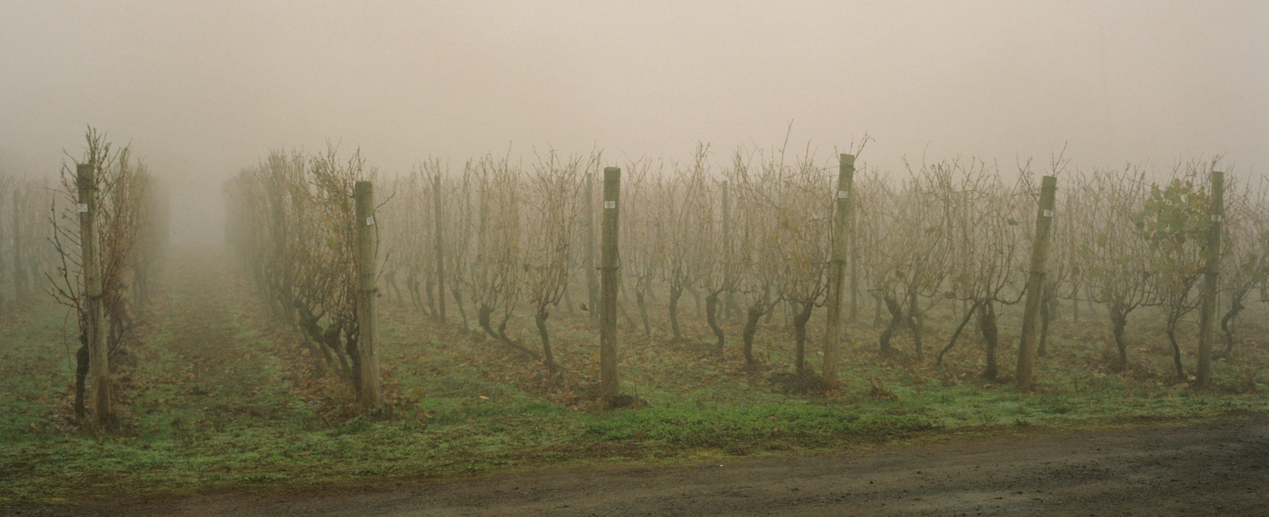 foggy-vines