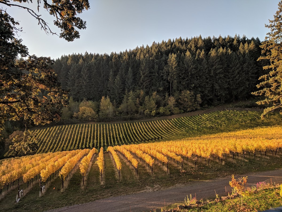 Native Flora – Fall Colors