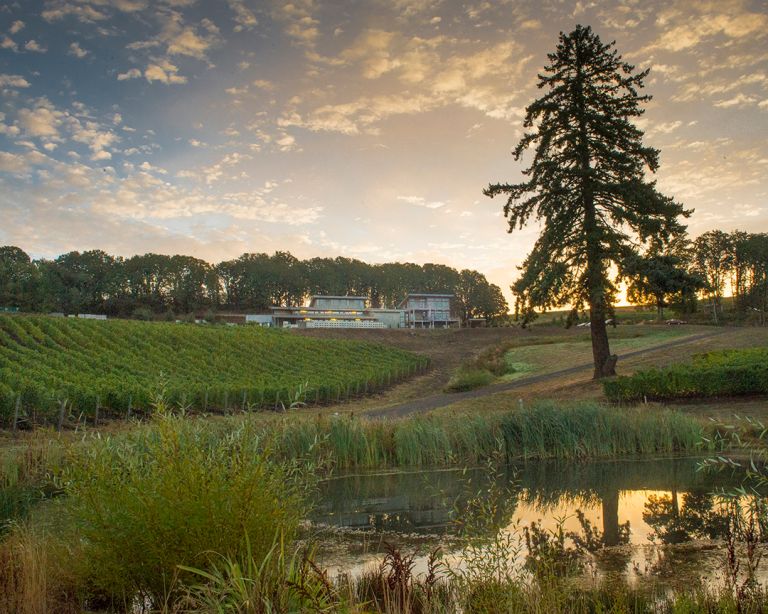 Alexana Vineyard Sunset Andrea Johson 768x614