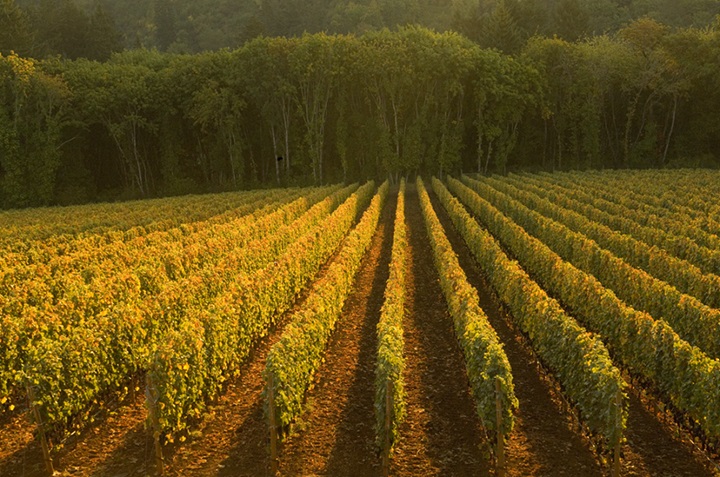 Ayoub Vineyard 720 477