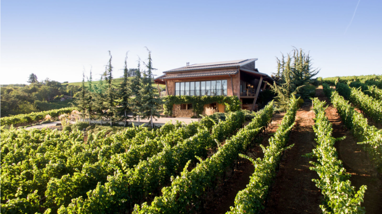 DG TR vineyard1.8 768x431