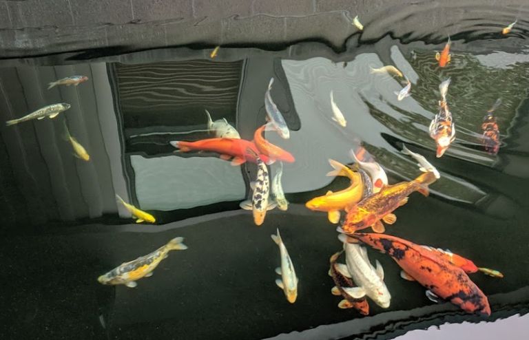 Koi 768x494