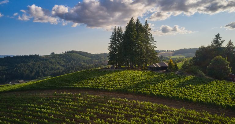 Prince Hill Vineyards 768x405