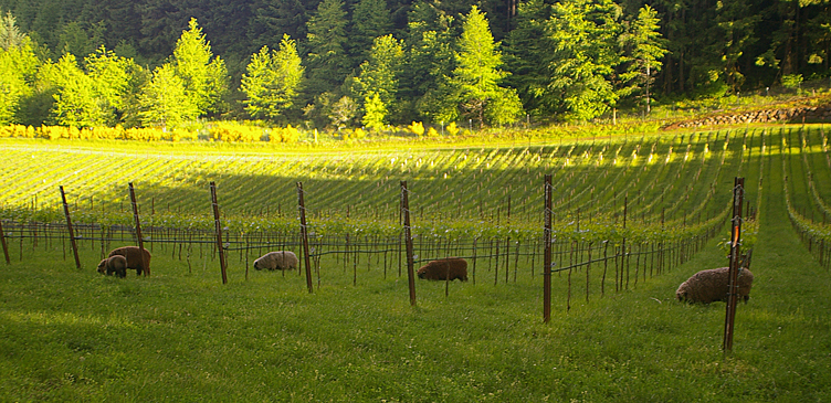 Sheep Mowers to work