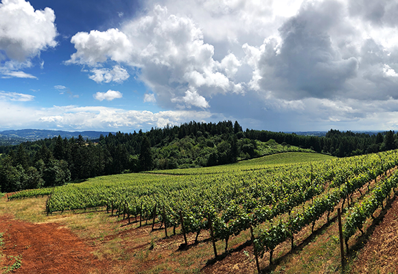 Vineyard 07 22