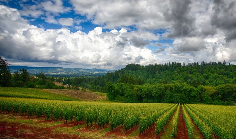 Vineyard 950 561 768x454