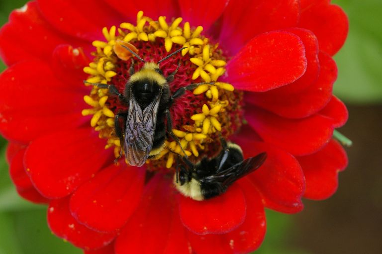 bee4 768x511