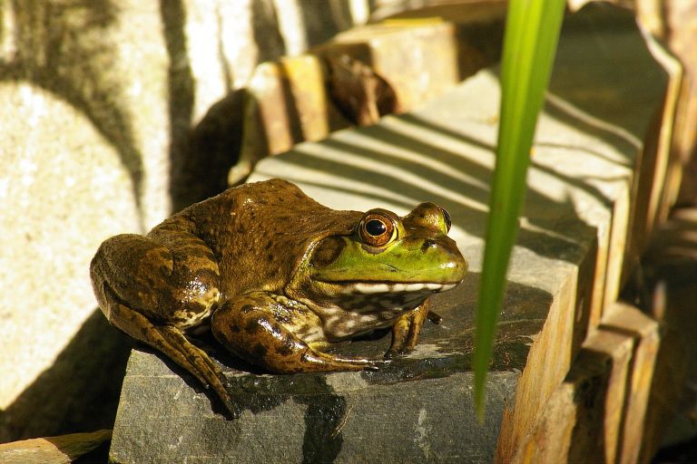 frog 2015 02 18 18 53 14 UTC 768x512