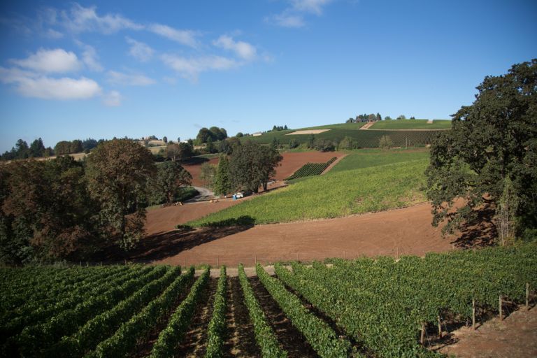 SLK4725 002.jpg vineyard 768x512