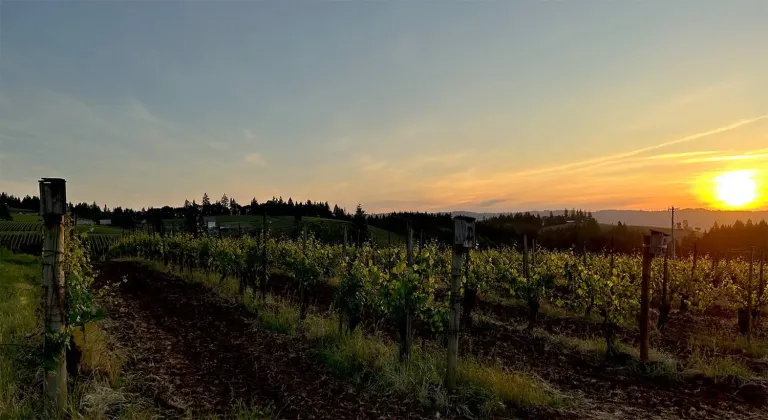 maresh vyd dawn 5 2025 2 768x420