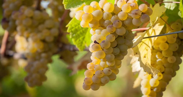 riesling grapes botrytis 1 1 768x409
