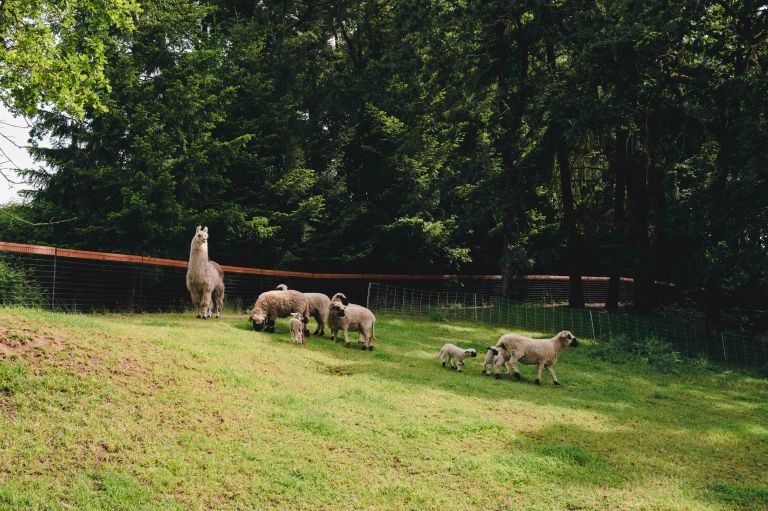 Farm Animals 768x511