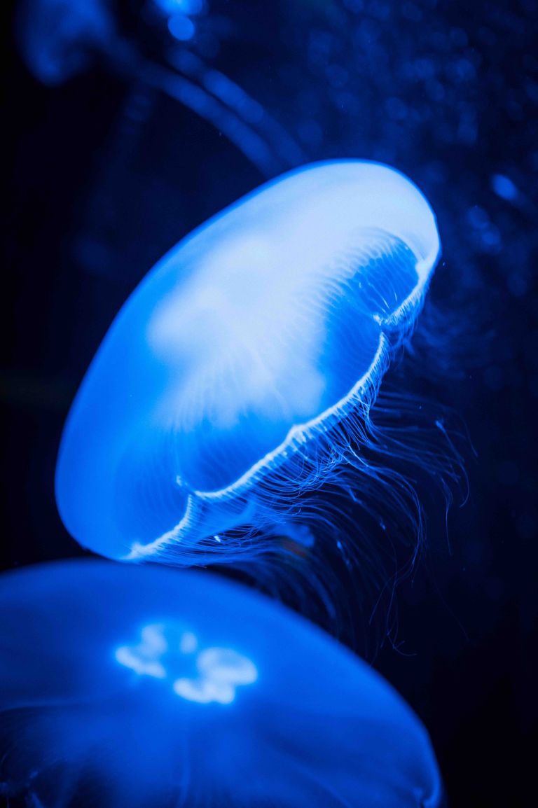 Jellyfish 2 768x1154