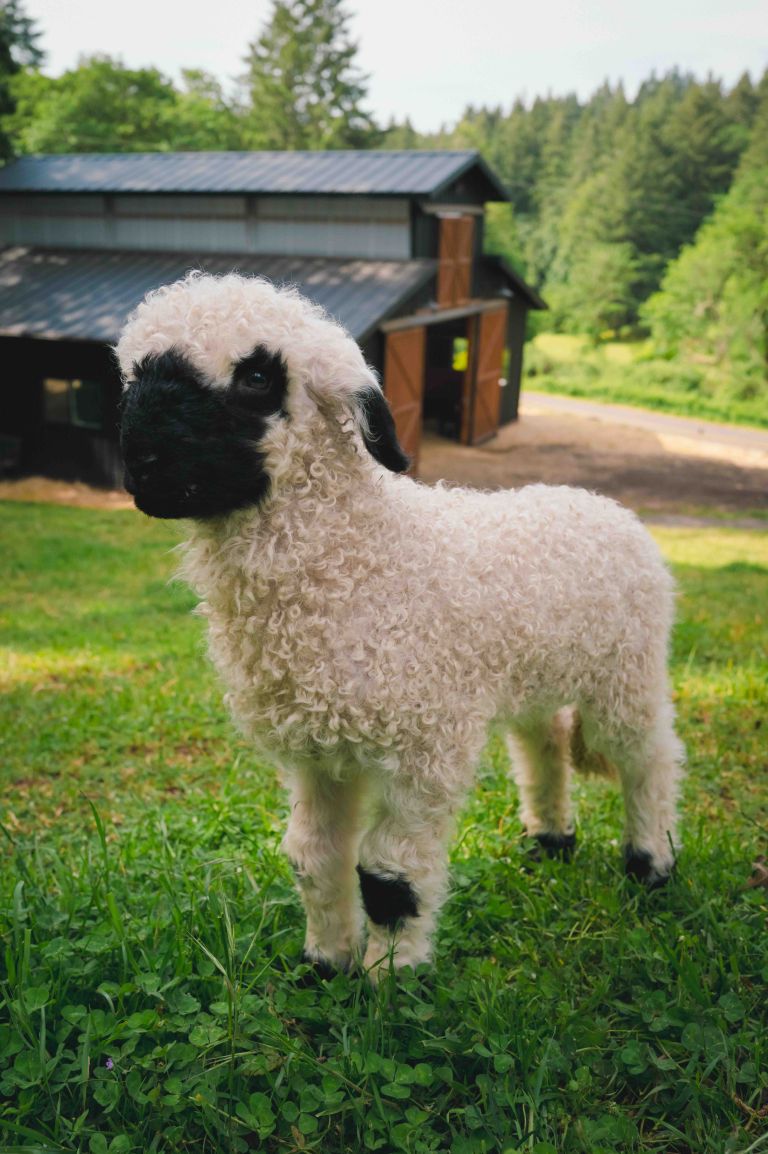 Lamb Closeup 768x1154