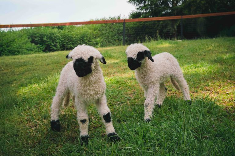 Lambs Closeup 768x511