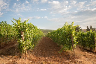 20140819 stephen goff wines webervineyard