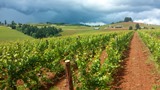 ANA Vineyard ANA Vineyard