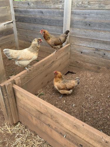 Chickens at Winderlea