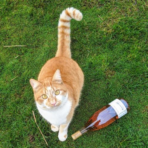 One of Sokol Blosser's Wine Cats